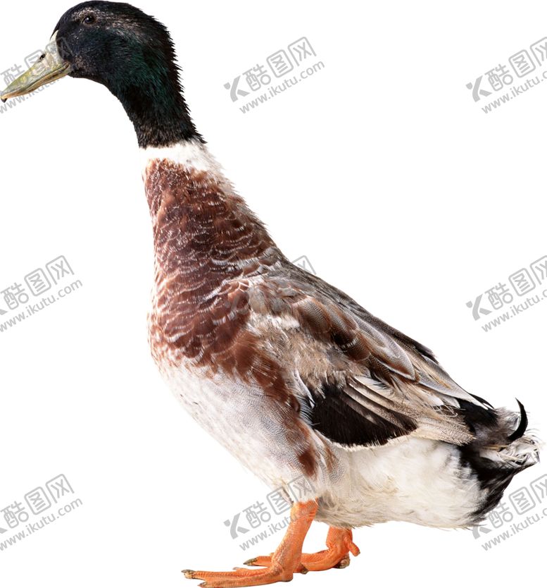 编号：62897905021917163543【酷图网】源文件下载-鸭子