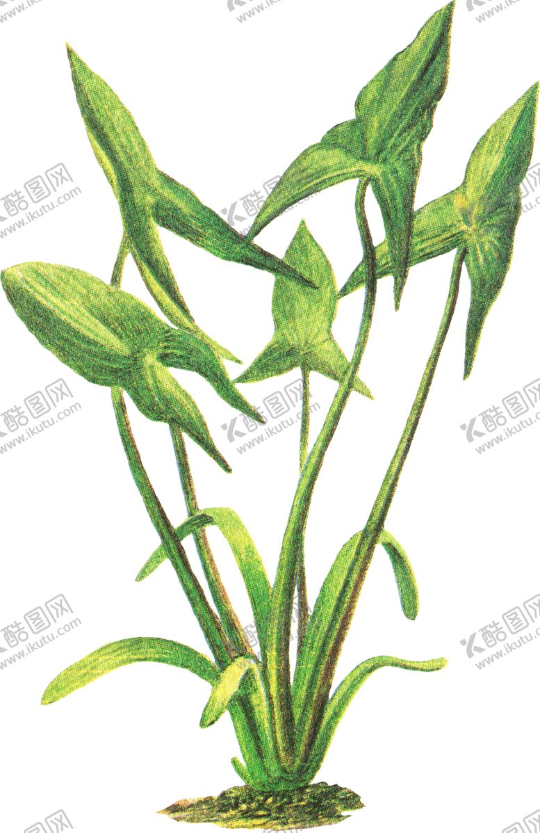 编号：55628605020201153807【酷图网】源文件下载-免扣水生植物素材图片