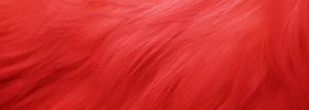 红色毛发背景红色背景