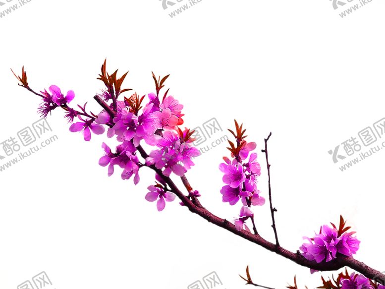 编号：27840906261745467543【酷图网】源文件下载-鲜花素材