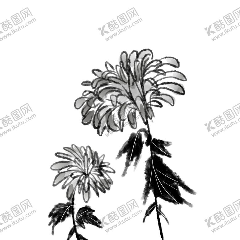 编号：33690509282120016359【酷图网】源文件下载-菊花素材