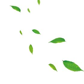 叶子素材