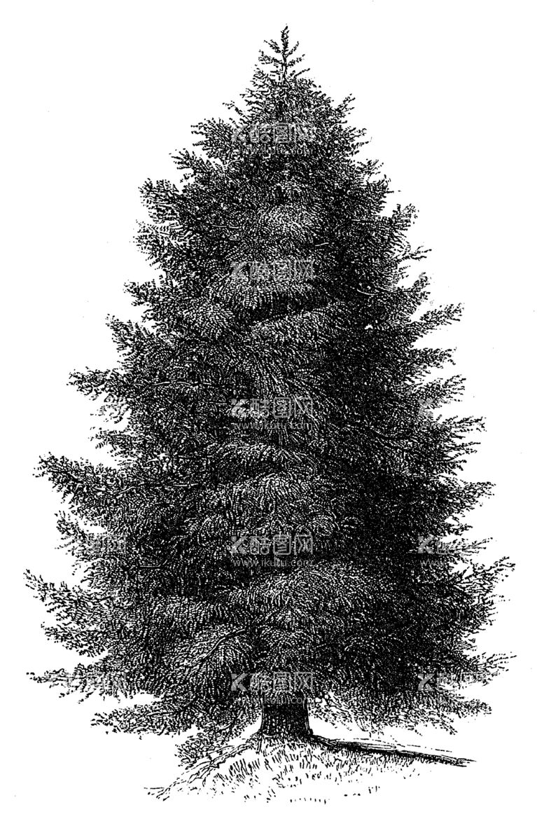 编号：48445303210149038242【酷图网】源文件下载-树木