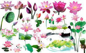 荷花