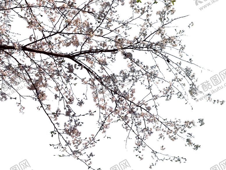 编号：80649810030540512397【酷图网】源文件下载-开花挂角树