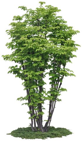 园林植物