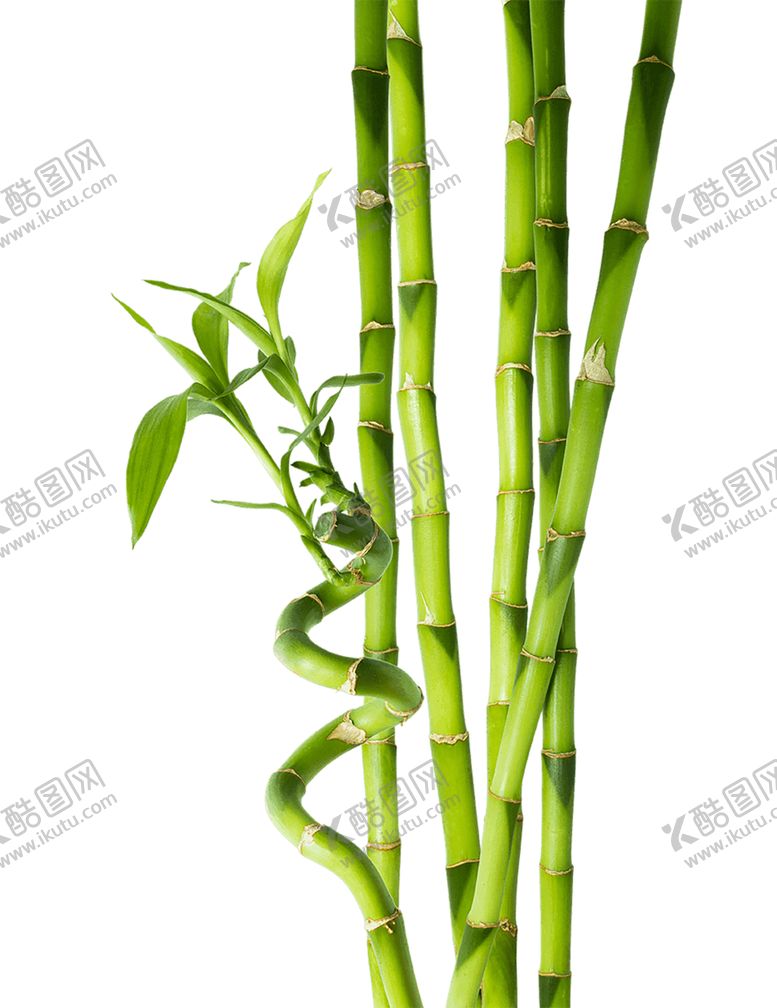 编号：59293009262229554235【酷图网】源文件下载-透明png竹子图片