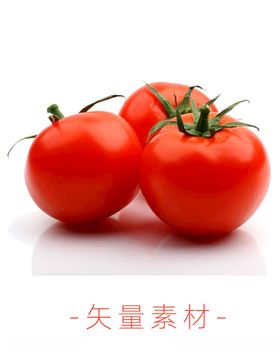 番茄西红柿高清矢量蔬菜矢量素材