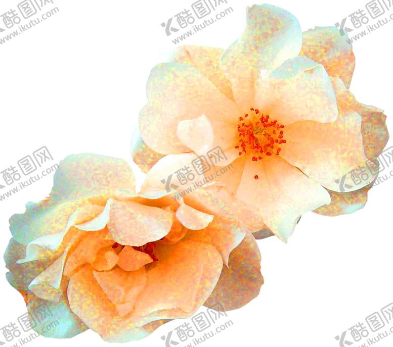 编号：83066810090556159189【酷图网】源文件下载-花素材