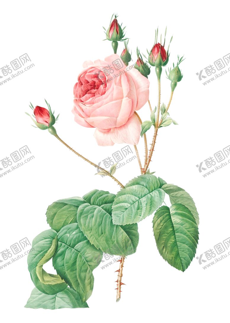 编号：86283301291114257801【酷图网】源文件下载-野生玫瑰花 