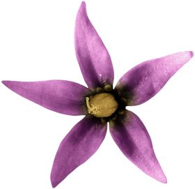 花边