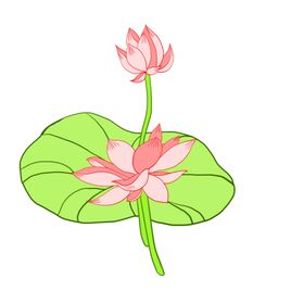 荷花元素植物鲜朵材鲜材