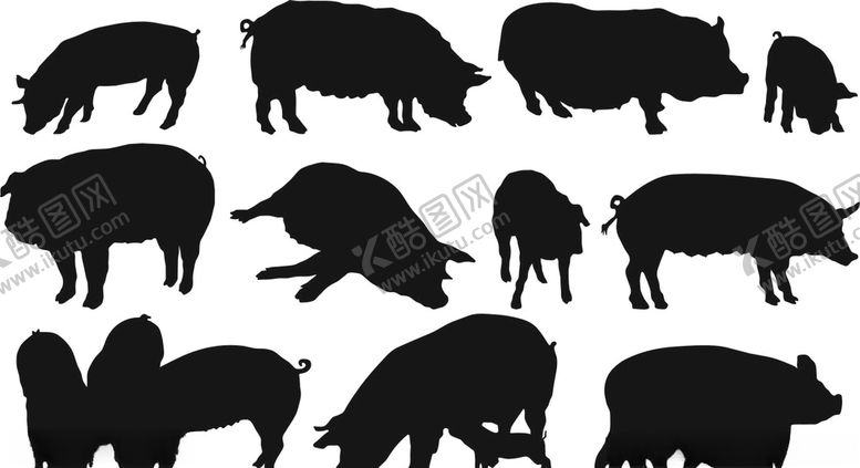 编号：43661209210117359241【酷图网】源文件下载-猪素材