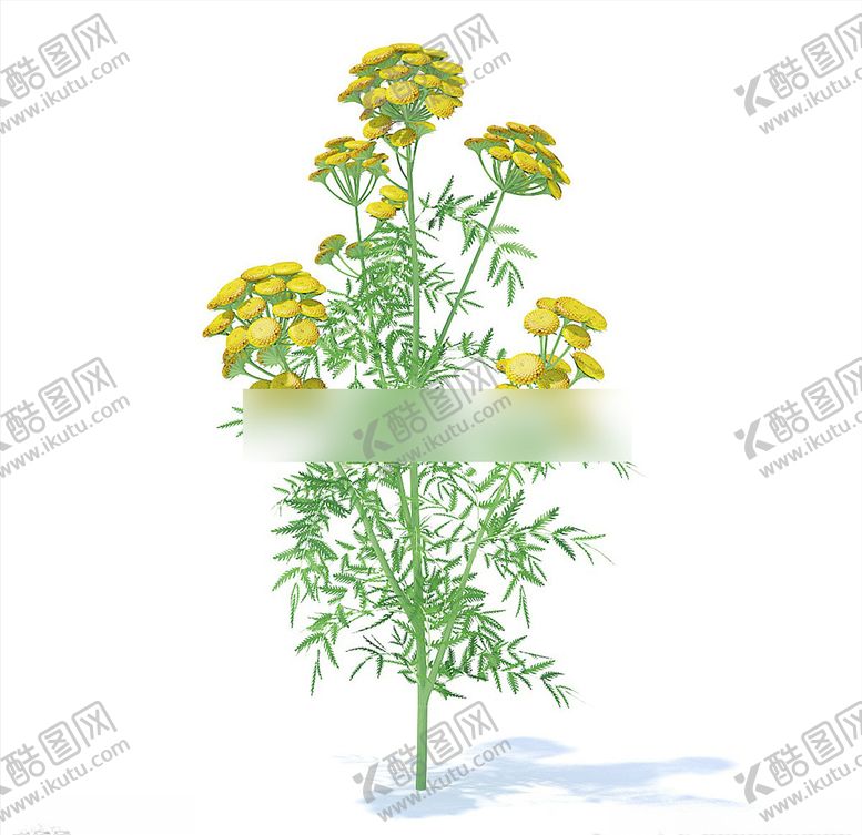 编号：65498104280303151488【酷图网】源文件下载-C4D模型万寿菊