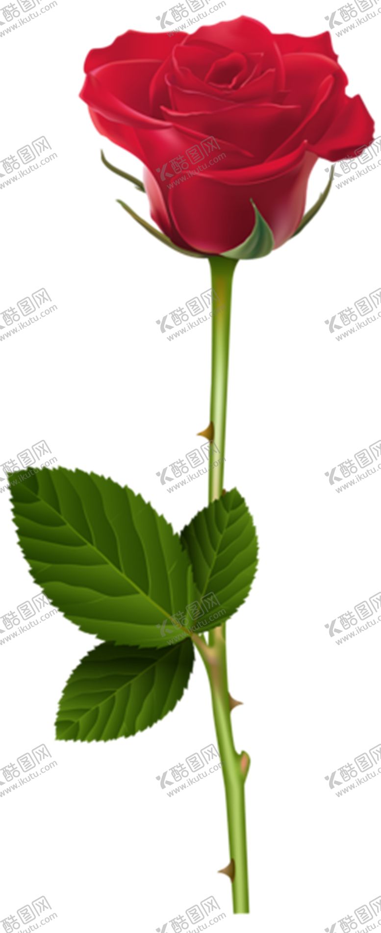 编号：28469305040526504858【酷图网】源文件下载-玫瑰