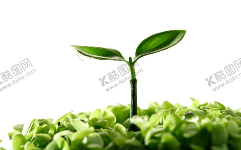 编号：13821110131837467421【酷图网】源文件下载-绿色植物