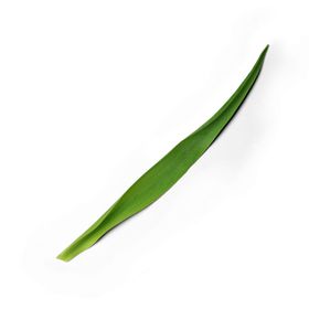 绿叶