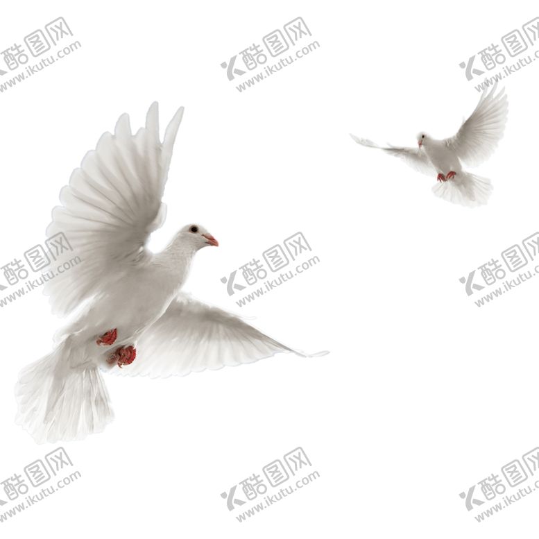 编号：65123710011413043604【酷图网】源文件下载-鸽子