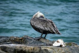海鸥鸟类生物世界飞行动物摄影