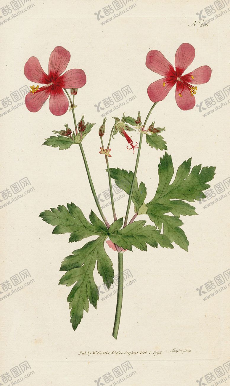 编号：24444805041835511141【酷图网】源文件下载-欧式复古色调花朵植物
