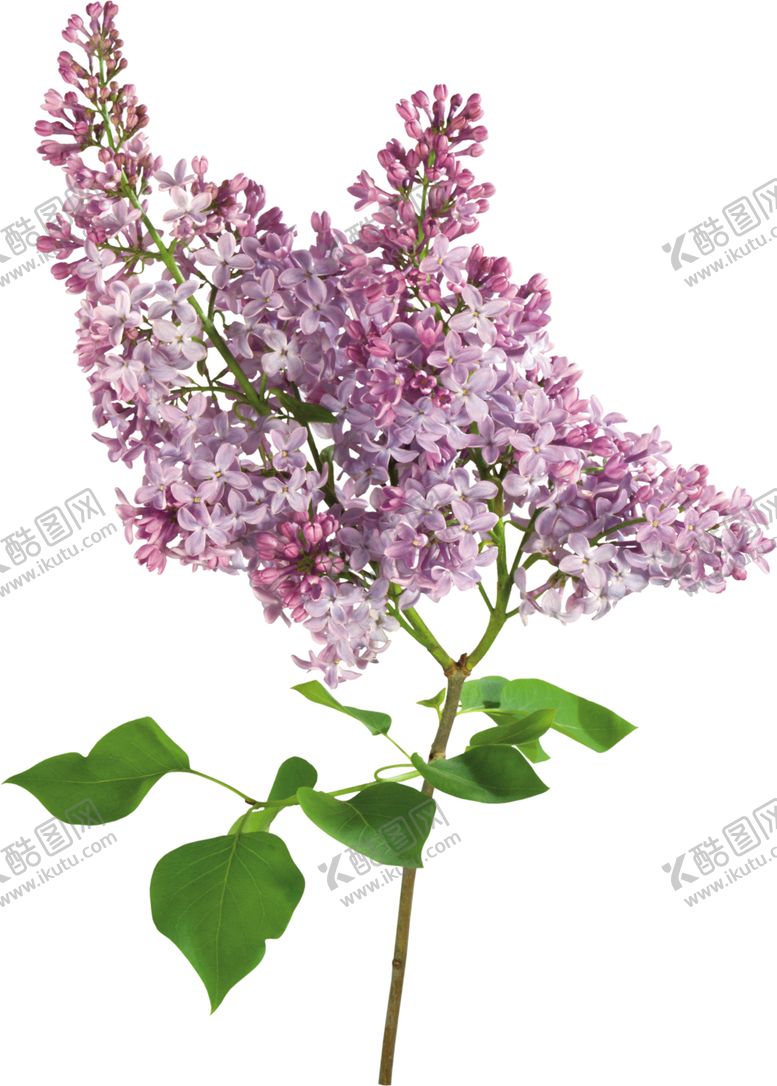 编号：84269107061608232838【酷图网】源文件下载-丁香花