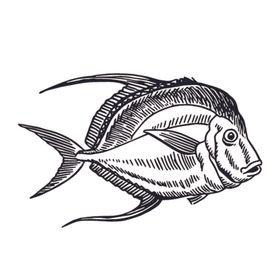 海洋生物鱼类卡通