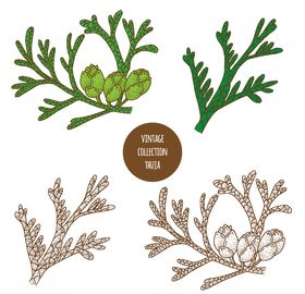 植物线稿
