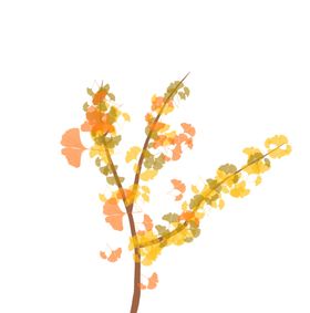 手绘银杏