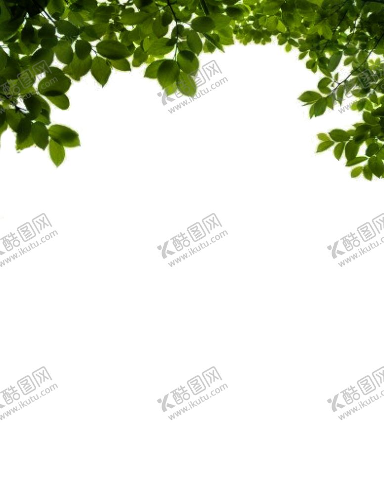 小清新植物摄影生世界叶