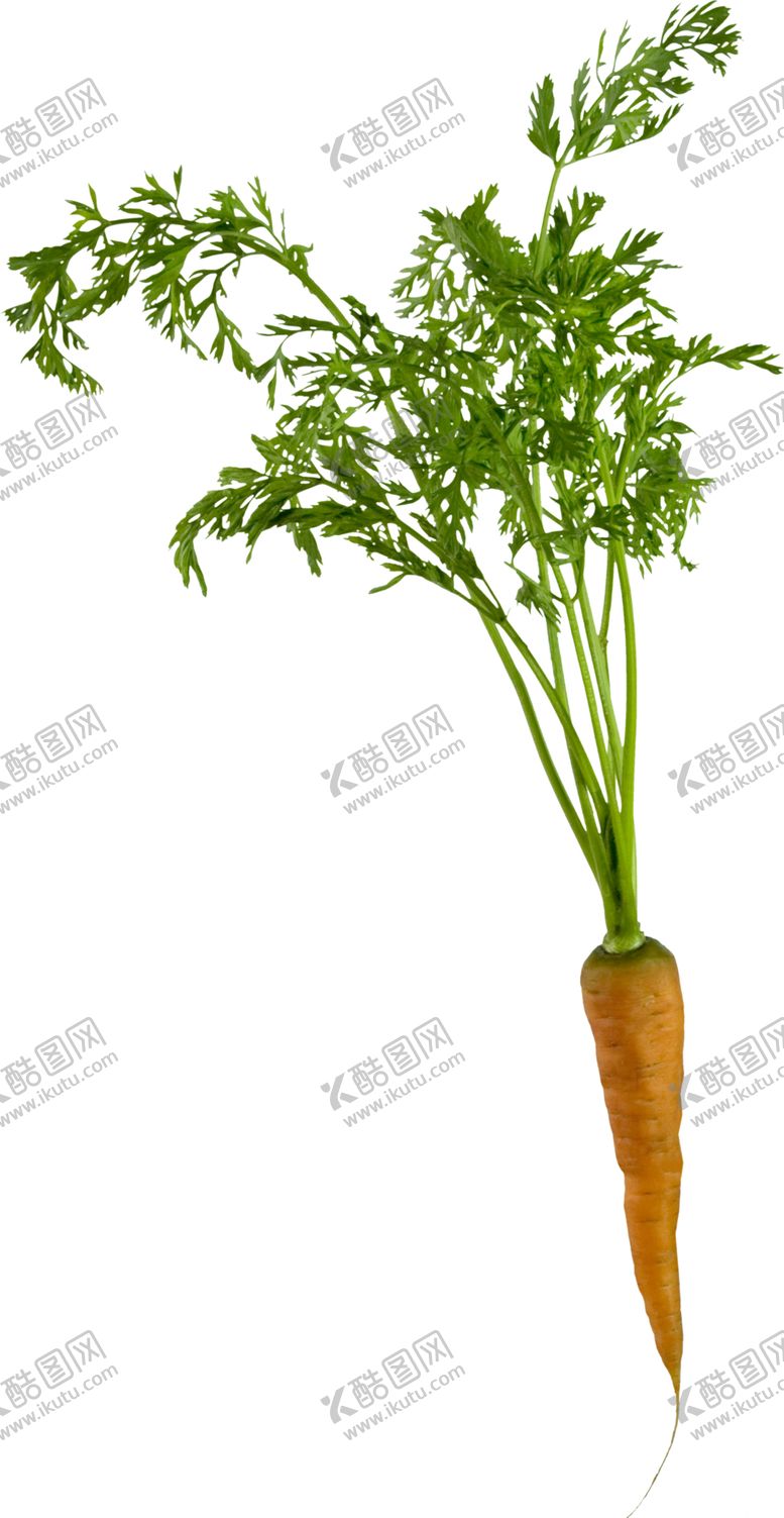 编号：95162807011108432079【酷图网】源文件下载-胡萝卜
