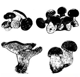 素描菌菇