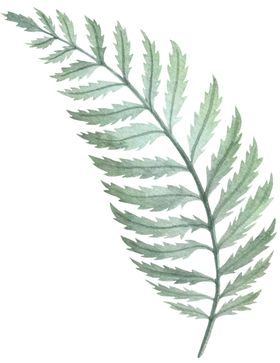 手绘植物