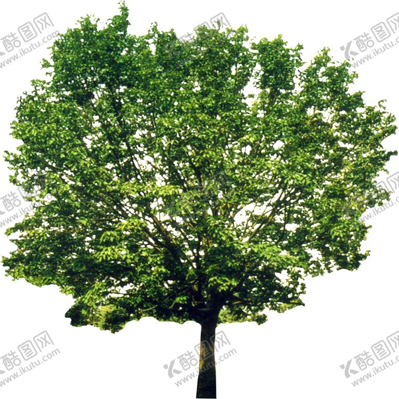 编号：61564307130017135730【酷图网】源文件下载-绿色植物