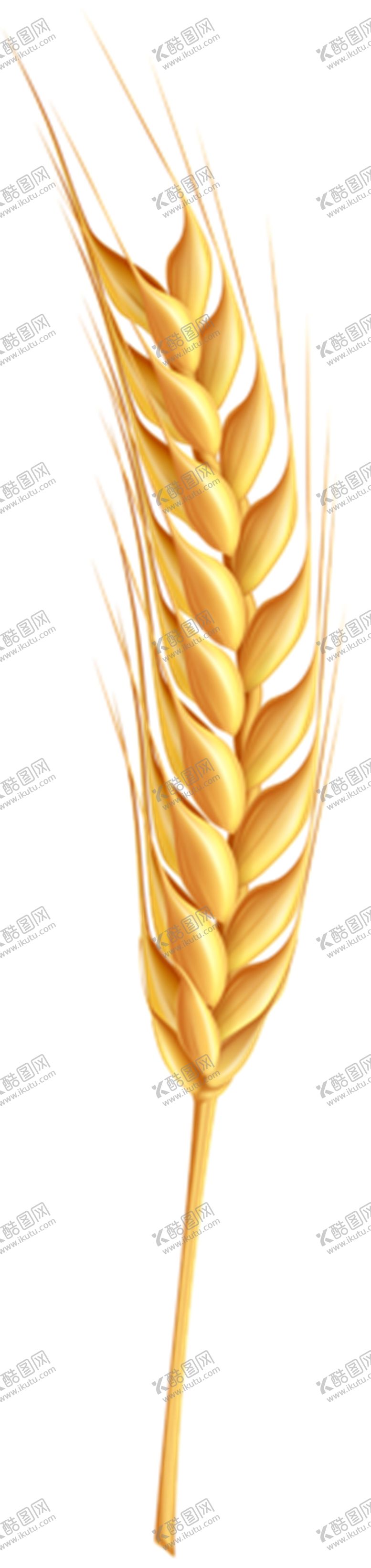 编号：51035810180236519405【酷图网】源文件下载-麦子