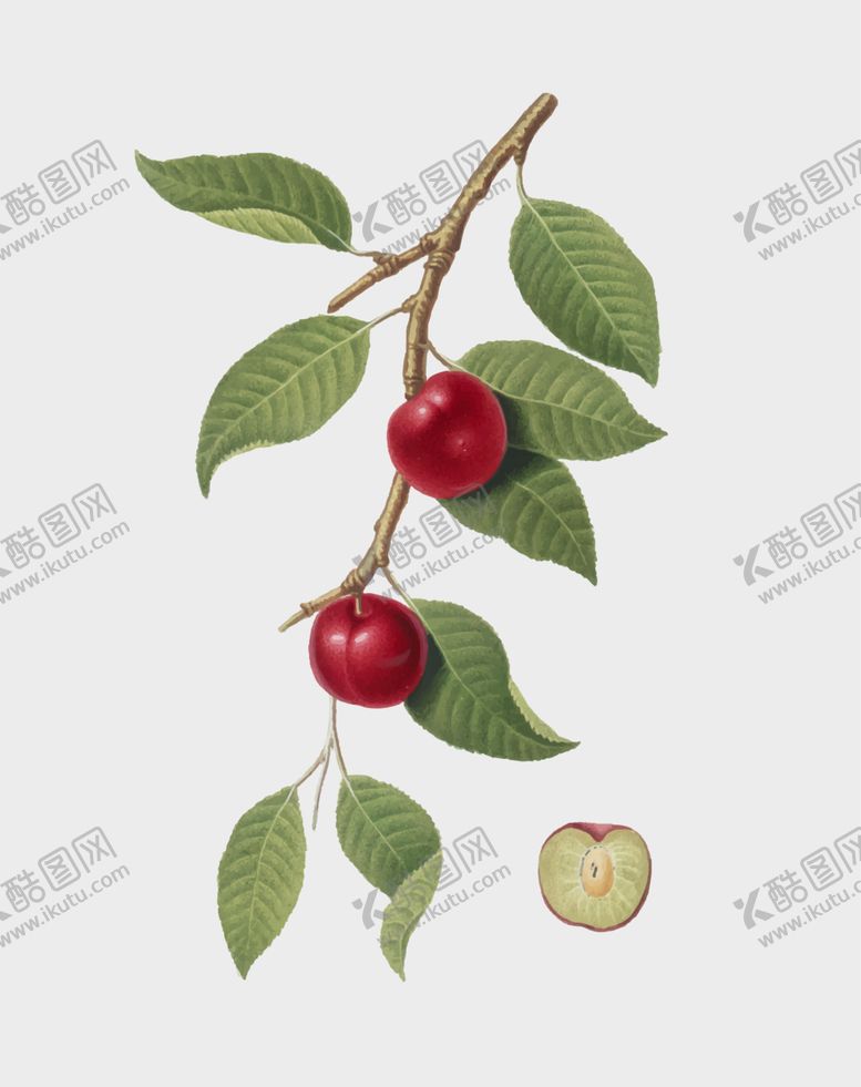 编号：20950312101544187159【酷图网】源文件下载-手绘樱桃