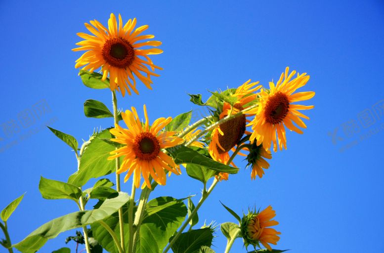 编号：84658210031638355076【酷图网】源文件下载-向日葵