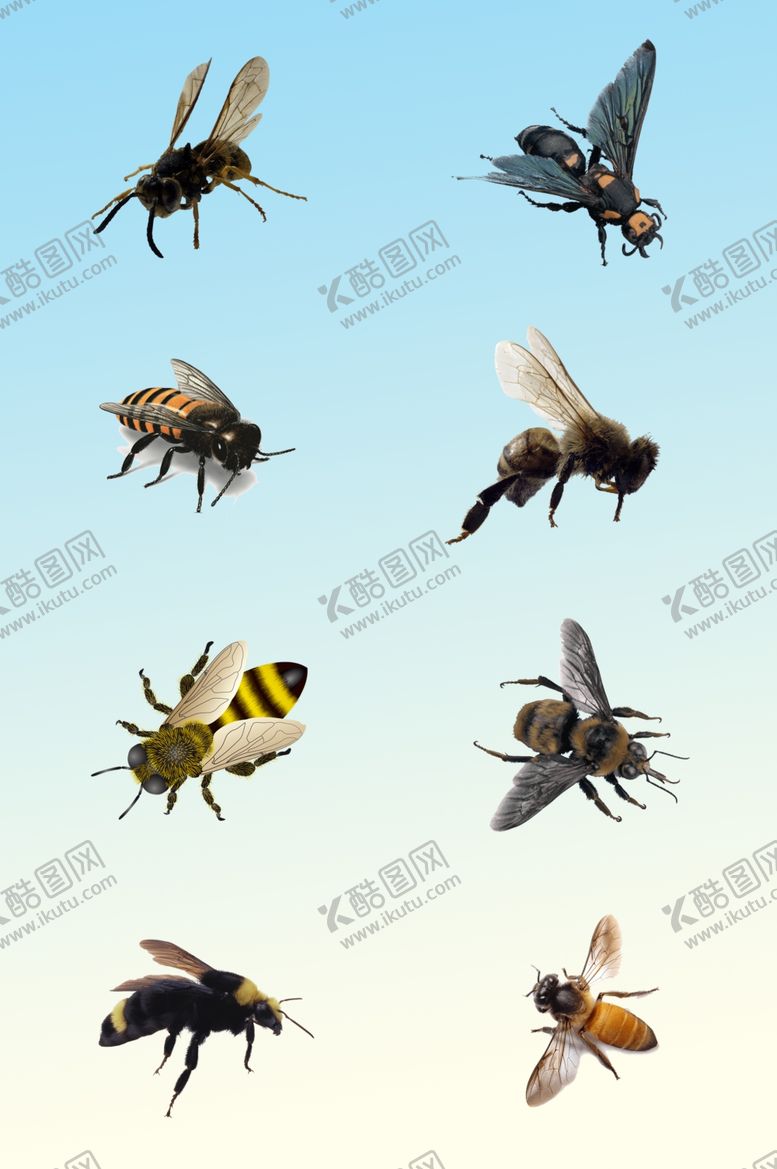 编号：46639005191147591217【酷图网】源文件下载-蜜蜂
