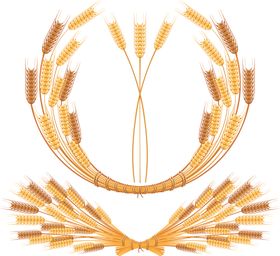 麦子
