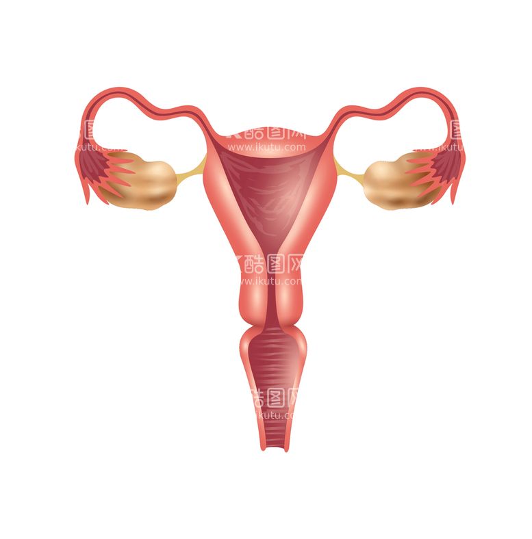 编号：79514210100239551420【酷图网】源文件下载-手绘女性输卵管 医疗插图