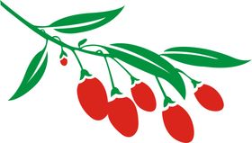 手绘枸杞