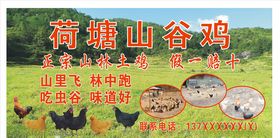 荷塘山谷鸡广告