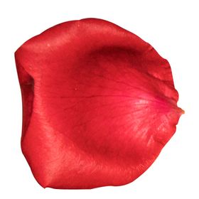 玫瑰花装饰素材