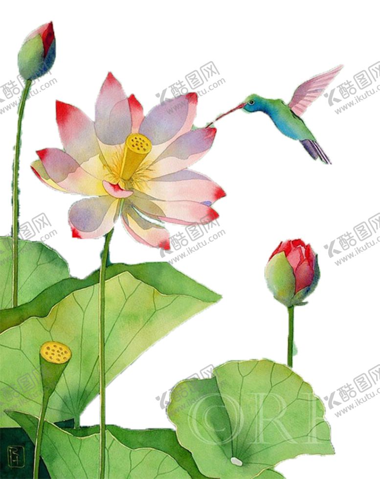 编号：58557806300431278655【酷图网】源文件下载-荷花元素