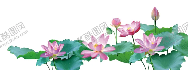 编号：28246807011302343009【酷图网】源文件下载-荷花