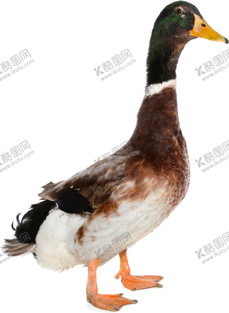 编号：13265810020934393567【酷图网】源文件下载-鸭子