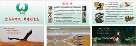 爱鸟周