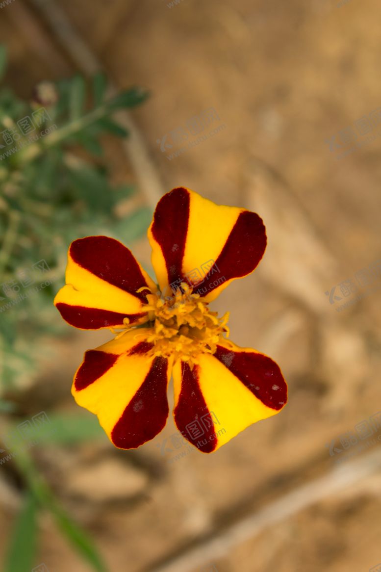 编号：23424609170742421000【酷图网】源文件下载-孔雀草