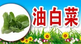 油白菜