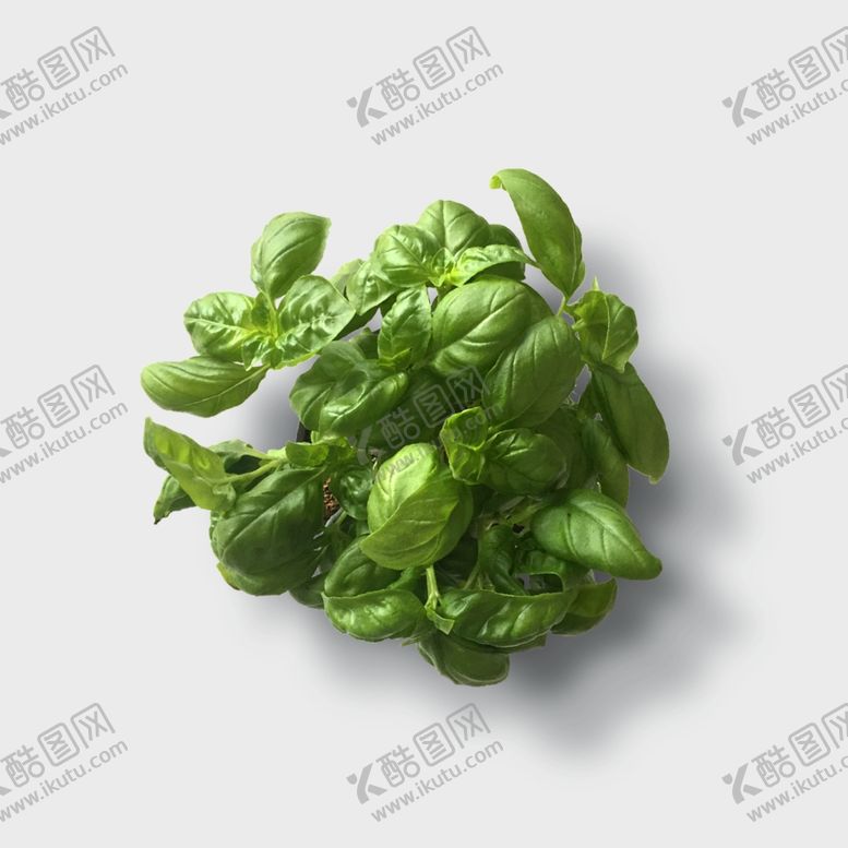 编号：11588001270119119828【酷图网】源文件下载-绿植盆栽PNG素材俯拍图