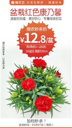玫红色满天星盆栽加档秒杀会员日